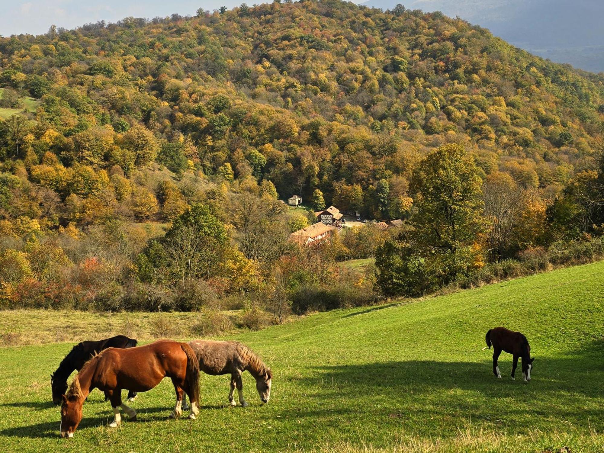 Ecokayan Dilijan Resort Hotel Eksteriør bilde